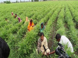 ICRISAT incubator to float around $15M fund for agri startups