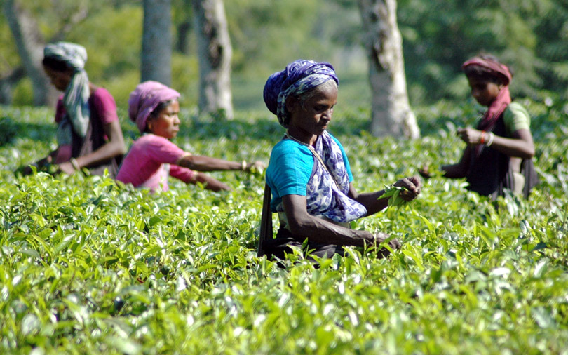 Mcleod Russel to sell 12 tea estates for 70 mn