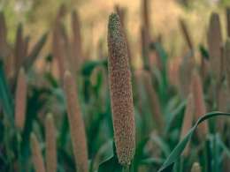 Millet snacks maker Troo Good eyes fresh PE cheque, hires banker
